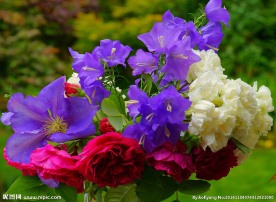 百花争艳