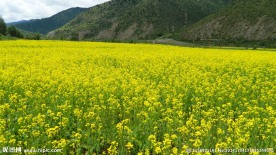 西藏风景