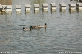 野鸭戏水