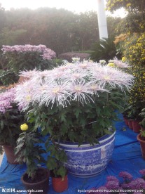 菊花盆景