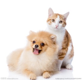 小猫小狗可爱图片