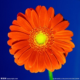 金盏花