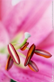 花蕊