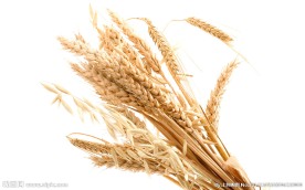 麦穗素材图片