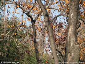 柿子树
