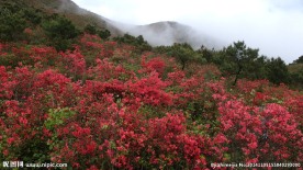 满山红