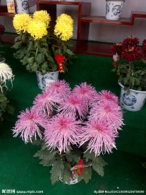 菊花摄影