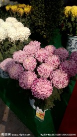 菊花摄影