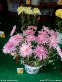 菊花盆栽