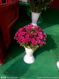 菊花盆栽