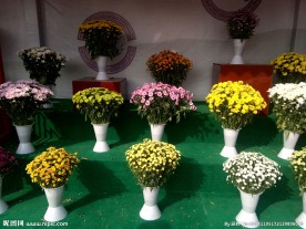 菊花盆栽