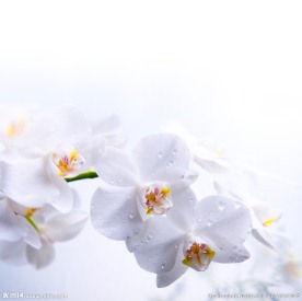 白花