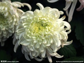 菊花