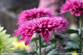菊花