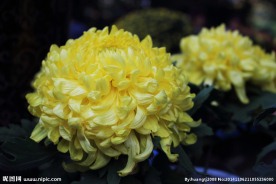 菊花