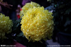 菊花