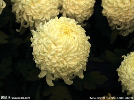 菊花