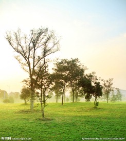 小树林