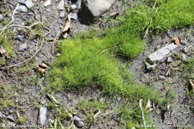 苔藓