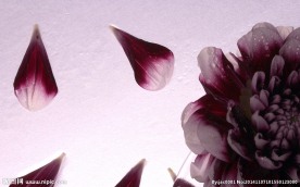 鲜花菊花