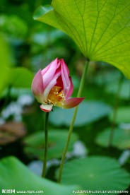 荷花 花蕾