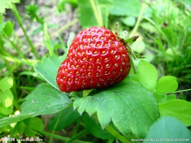 草莓