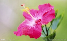 木槿花