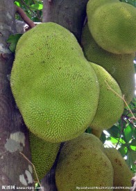 菠萝蜜