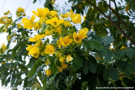 特写黄花槐