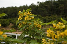 铭楷休闲山庄黄花槐