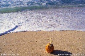 海边沙滩椰子