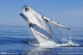 鲸鱼