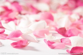 玫瑰花瓣
