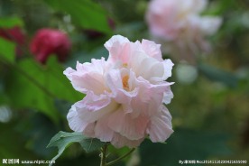 木芙蓉