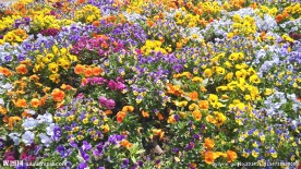 花丛