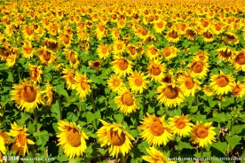 奥林匹克公园花海