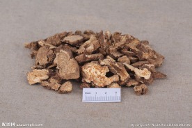 优质苍术中药摄影图