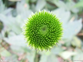 菊花花蕾