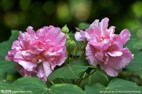 木芙蓉