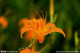 黄花菜