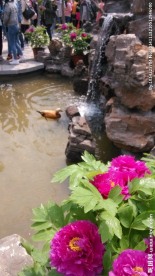 牡丹花
