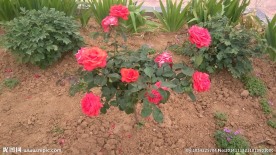 月季花摄影