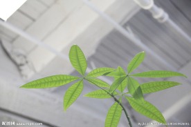 绿色植物叶子