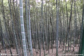 竹林