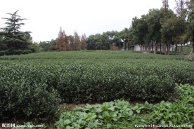 茶叶 园林 茶树