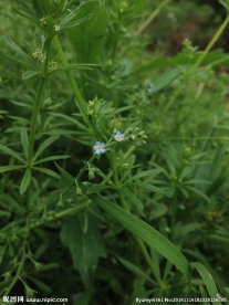 小野花