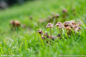 奥林匹克公园蘑菇