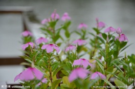雨中小花