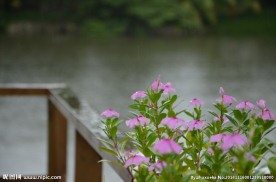 雨中小花