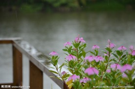 雨中小花